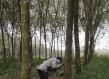 FSC community forests
